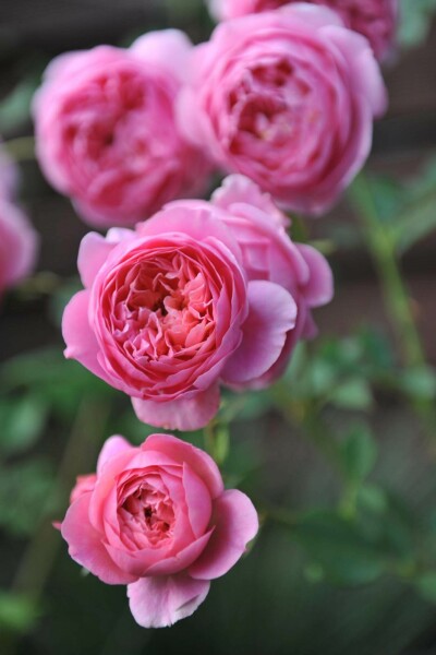 Ros Rosa 'Boscobel' buske Rosa 'Boscobel' buske