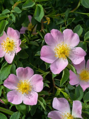Rosa canina