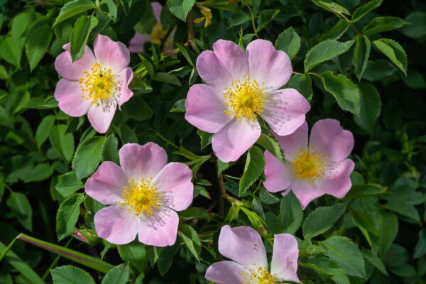 Rosa canina buske