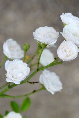 Ros Rosa 'Crystal Fairy' buske Rosa 'Crystal Fairy' buske