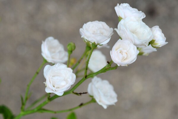 Rosa 'Crystal Fairy' buske