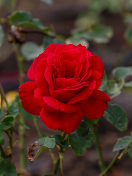 Rosa 'Dame de Coeur'