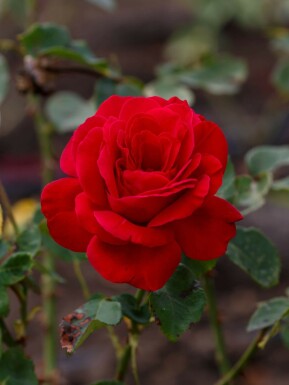 Rosa 'Dame de Coeur'