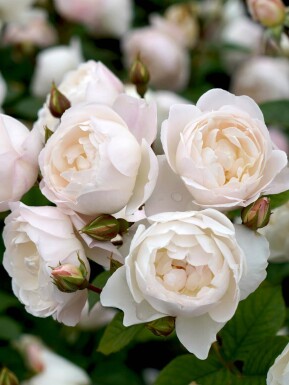 Ros Rosa 'Desdemona' buske Rosa 'Desdemona' buske