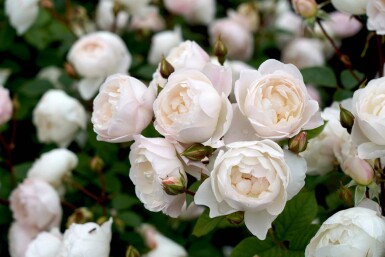 Rosa 'Desdemona'