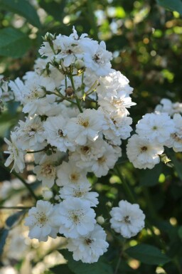 Klätterros Rosa 'Guirlande d'Amour' buske Rosa 'Guirlande d'Amour' buske