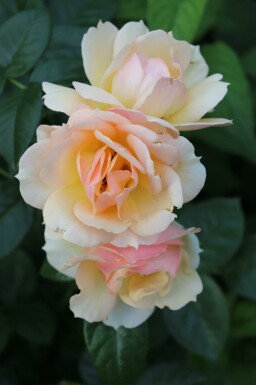 Ros Rosa 'Hansestadt Rostock' buske Rosa 'Hansestadt Rostock' buske