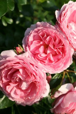 Buskros Rosa 'Leonardo da Vinci' buske Rosa 'Leonardo da Vinci' buske