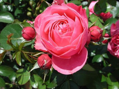 Buskros Rosa 'Leonardo da Vinci' buske Rosa 'Leonardo da Vinci' buske
