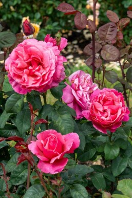 Rosa 'Line Renaud'
