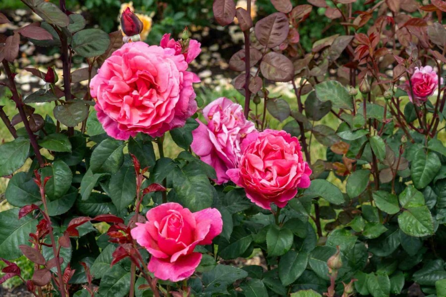 Ros Rosa 'Line Renaud' buske Rosa 'Line Renaud' buske