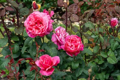 Rosa 'Line Renaud'