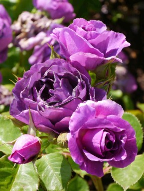 Ros Rosa 'Minerva' buske Rosa 'Minerva' buske