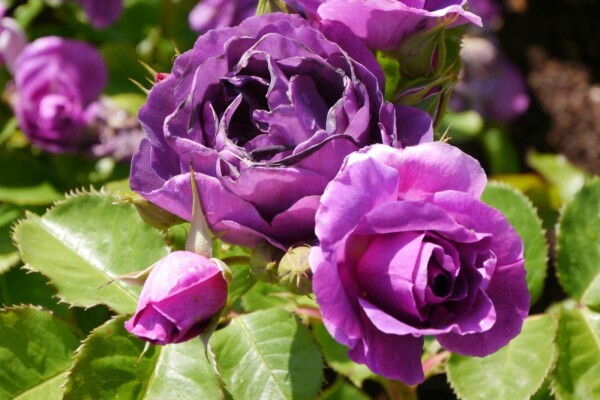 Rosa 'Minerva' buske