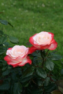 Ros Rosa 'Nostalgie' buske Rosa 'Nostalgie' buske