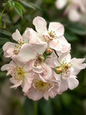 Ros Rosa 'Open Arms' buske Rosa 'Open Arms' buske