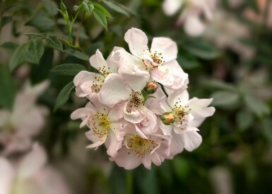 Rosa 'Open Arms'