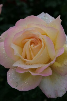 Fredsros Rosa 'Peace' buske Rosa 'Peace' buske