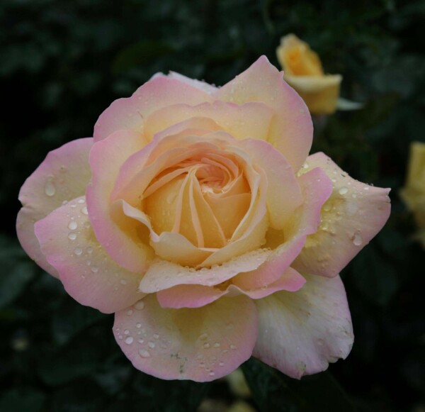 Rosa 'Peace' buske