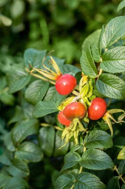 Vresros Rosa rugosa buske Rosa rugosa buske