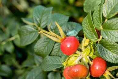 Vresros Rosa rugosa buske Rosa rugosa buske