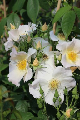 Vit buskros Rosa 'Sally Holmes' buske Rosa 'Sally Holmes' buske