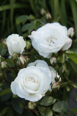 Snövitros Rosa 'Schneewittchen' buske Rosa 'Schneewittchen' buske