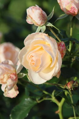 Ros Rosa 'Sirius' buske Rosa 'Sirius' buske