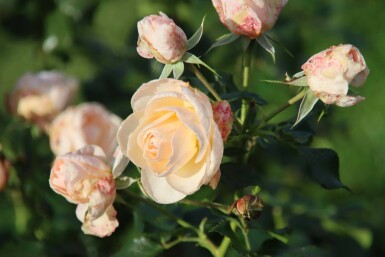 Ros Rosa 'Sirius' buske Rosa 'Sirius' buske