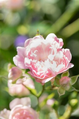 Ros Rosa 'The Fairy' buske Rosa 'The Fairy' buske