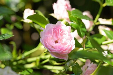 Rosa 'The Fairy'