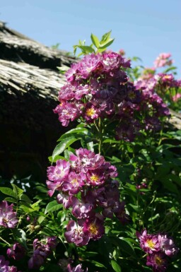 Ros Rosa 'Veilchenblau' buske Rosa 'Veilchenblau' buske