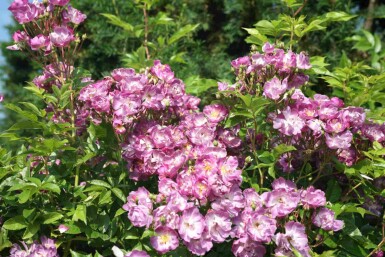 Rosa 'Veilchenblau'