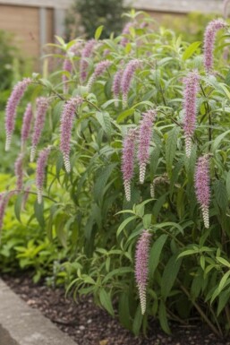 Rostrinucula dependens buske