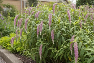 Rostrinucula Rostrinucula dependens buske Rostrinucula dependens buske