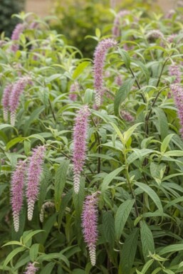 Rostrinucula dependens buske