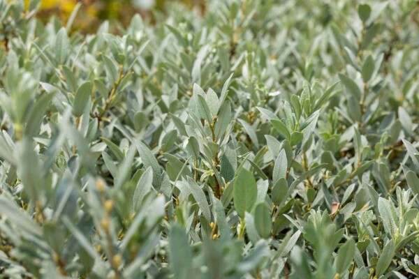 Salix helvetica buske