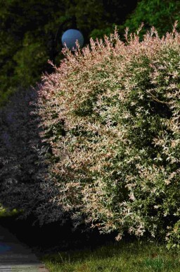 Japansk pil Salix integra 'Flamingo' buske Salix integra 'Flamingo' buske