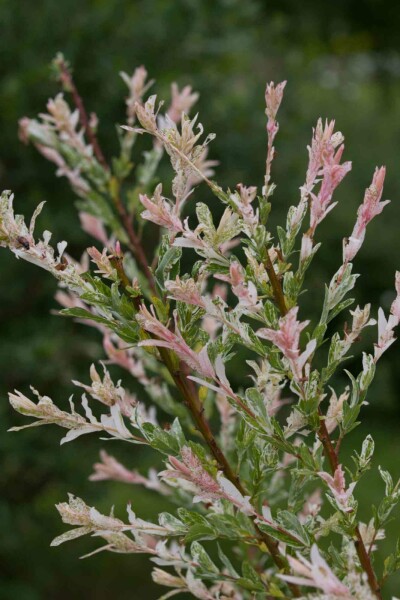 Salix integra 'Flamingo' buske