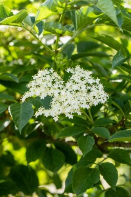 Fläder Sambucus nigra buske Sambucus nigra buske