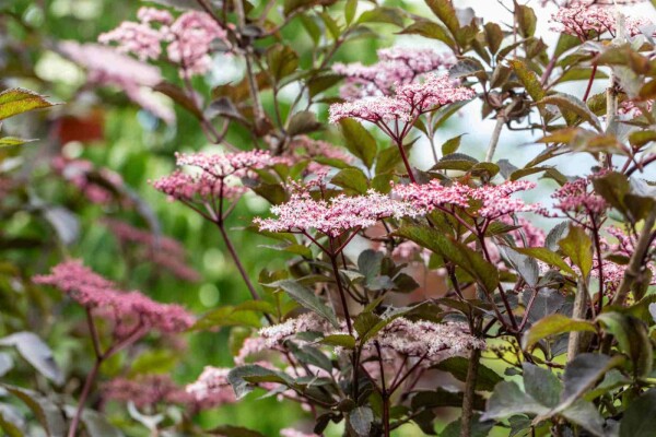 Sambucus nigra 'Black Beauty' buske