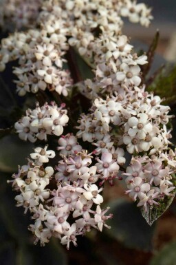 Fläder Sambucus nigra 'Black Tower' buske Sambucus nigra 'Black Tower' buske