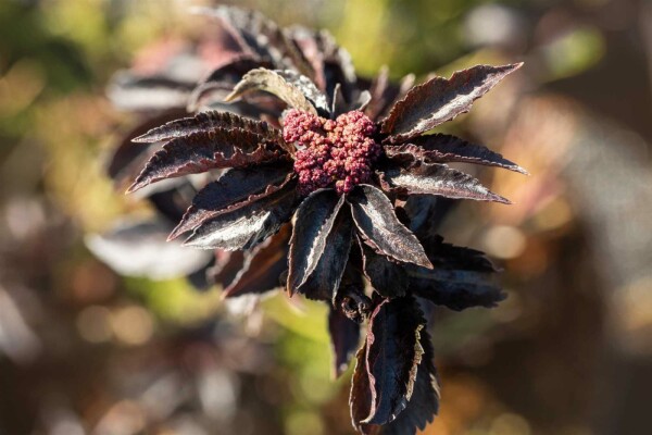 Sambucus nigra 'Black Tower' buske