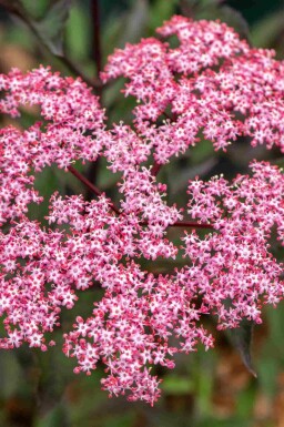 Fläder Sambucus nigra 'Thundercloud' buske Sambucus nigra 'Thundercloud' buske