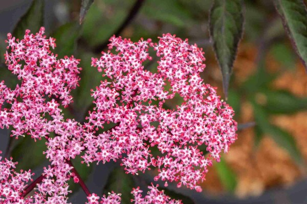 Sambucus nigra 'Thundercloud' buske