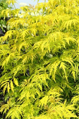 Röd fläder Sambucus racemosa 'Plumosa Aurea' buske Sambucus racemosa 'Plumosa Aurea' buske