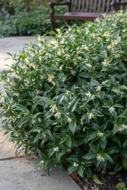 Sarcococca hookeriana 'Humilis' buske