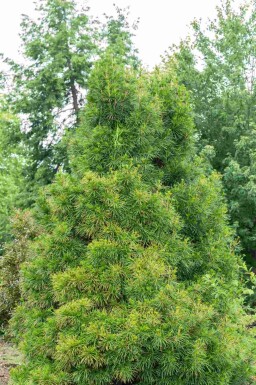 Japansk paraplygran Sciadopitys verticillata buske Sciadopitys verticillata buske