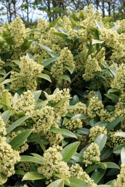 Skimmia buske Skimmia confusa 'Kew Green' buske Skimmia confusa 'Kew Green' buske