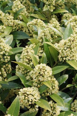 Skimmia Skimmia japonica 'Finchy' buske Skimmia japonica 'Finchy' buske